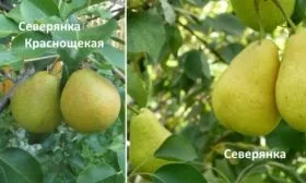 Сравнение Северянки и Северянки Краснощекой