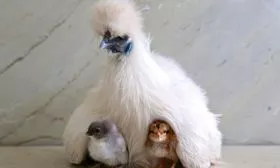 Китайская шелковая клуша