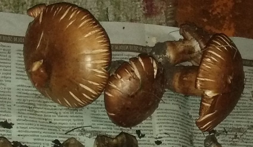 Нужно определить что за грибы?