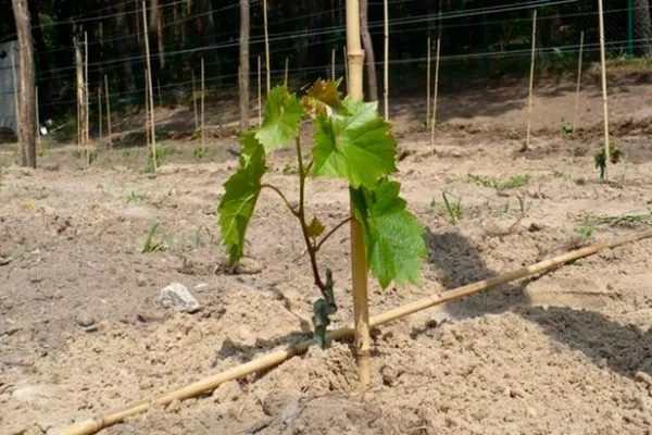 Выращивание винограда: способы и уходовые мероприятия