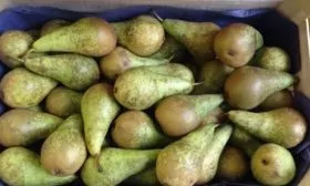 Хранение груши конференция