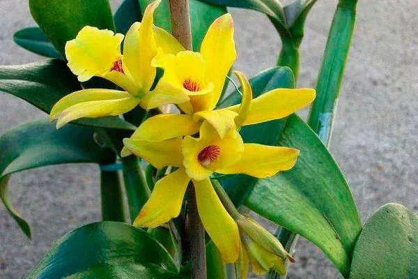 Ваниль орхидея
