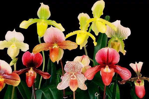 Венерин башмачок орхидея