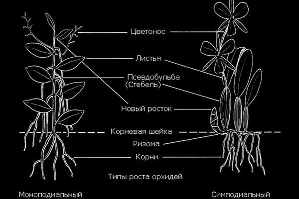 Размножение орхидеи: методы и пошаговые инструкции