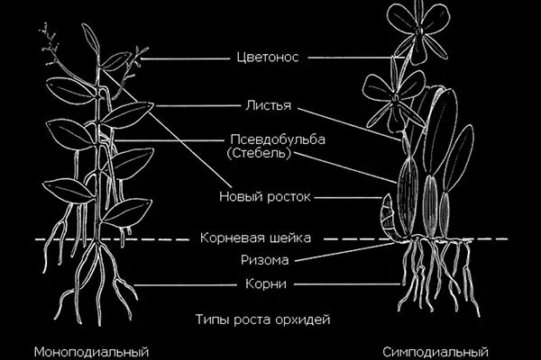 Размножение орхидеи: методы и пошаговые инструкции