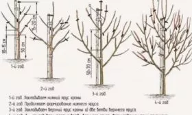 Обрезка груши