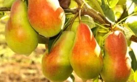 Талгарская красавица