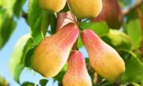 Груша Талгарская красавица