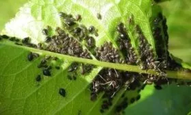 Тля на груше