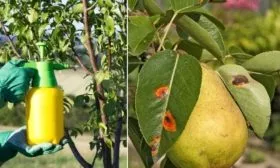 Опрыскивание груши