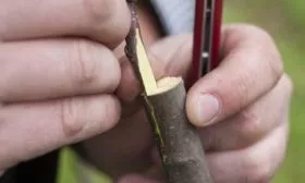 Как привить в расщеп, шаг 1