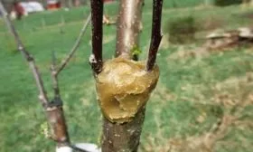 Садовый вар на прививочном участке