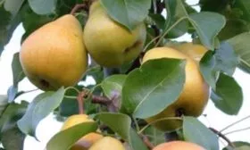 Груша сорта Кафедральная