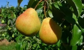 Груша Кафедральная