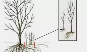 Размножение груши порослью