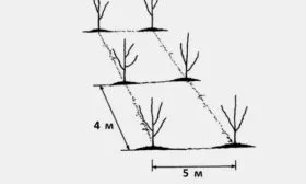 Расстояния между деревьями при посадке
