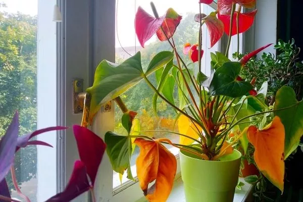 Желтеют комнатные растения: как им помочь?