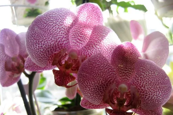 Купить орхидеи с цветами нежных розовых оттенков с доставкой по Украине.