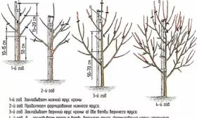 Обрезка груши