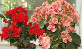 begonia