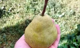 Бере-Арданпон