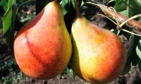 Бере-Московская