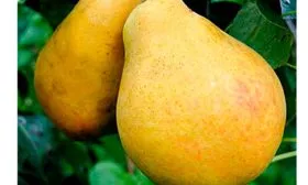 Бере-Октября