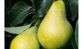 Бере-Слуцкая