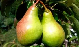 Бере-Жиффар