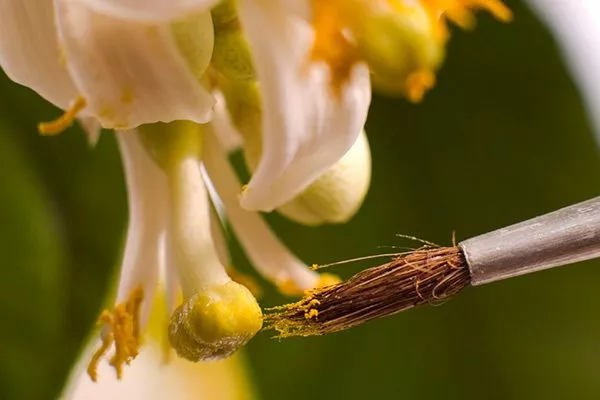 hand-pollinate-citrus