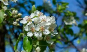 lyubimica-yakovleva--цветы