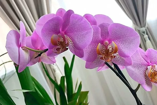 Описание сорта Орхидея Сакраменто