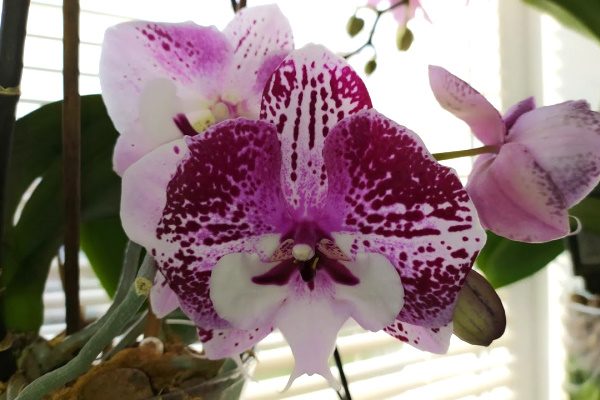 Орхидея Ангелина