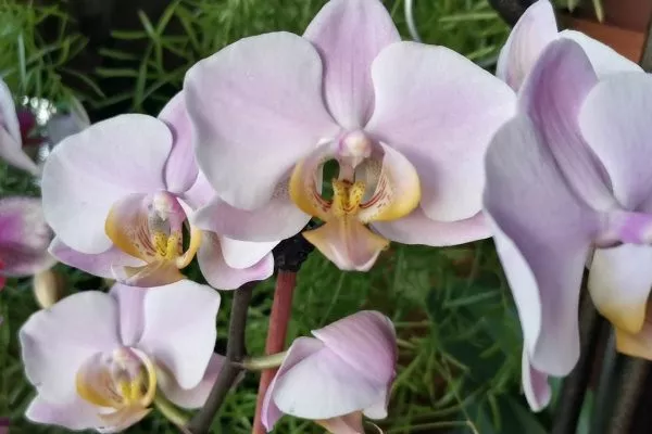 Орхидея Салинас