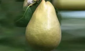 Груша Наполеон