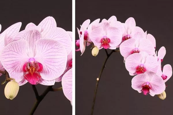 Орхидея Кливленд