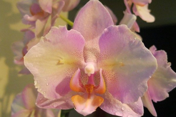 Орхидея Легато