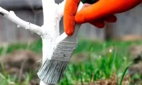 Побелка дерева