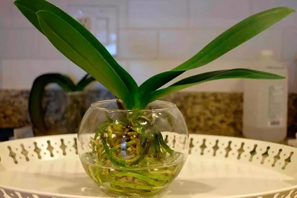 Посадка-орхидеи-без-грунта-в-воде