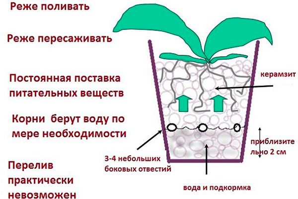 Посадка-орхидеи-в-керамзит