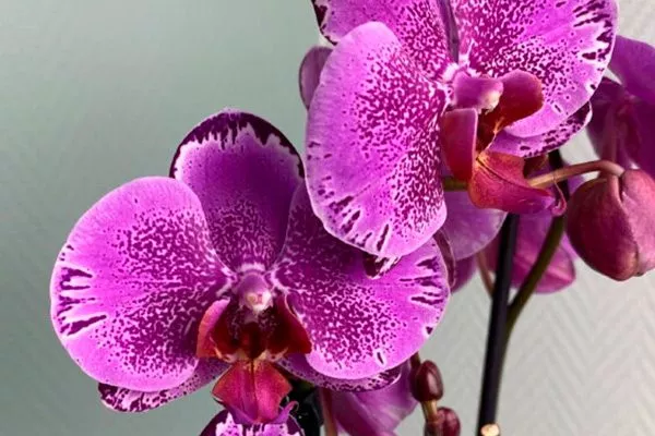 Характеристики Орхидеи Сакраменто