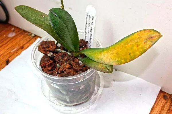 Почему у орхидеи могут желтеть листья, и что делать в этом случае?