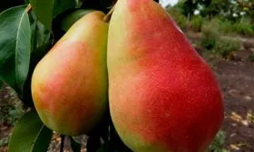 Ранняя-Мореттини