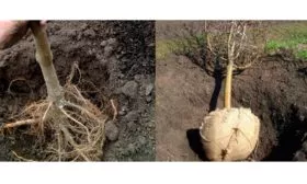 ВЫбор-саженца-груши