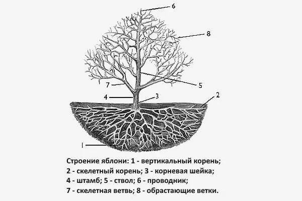 Корневая система яблони: тип и особенности строения, глубина залегания корней. Как растут корни и как они расположены