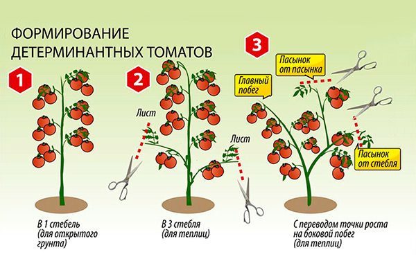 Формирование детерминантных томатов