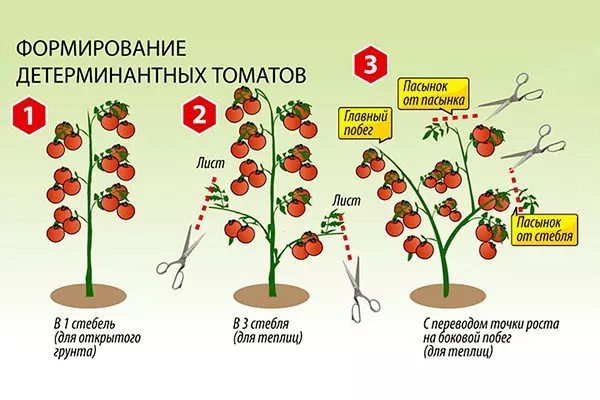 Формирование детерминантных томатов
