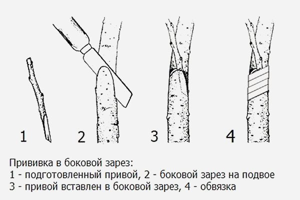 Прививка в боковой разрез