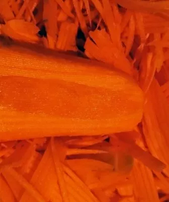 Сердецина моркови
