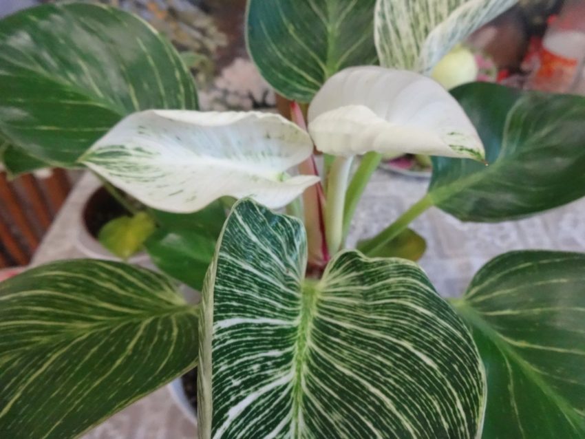 Белые листья филодендрона сорта Вайт Вейв